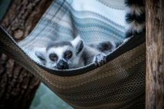 Meerkatze - Andy Ilmberger