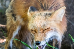Fressender Fuchs - Andy Ilmberger