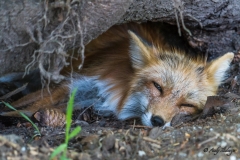 Chillender Fuchs - Andy Ilmberger