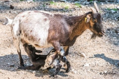 Zicklein mit Mutter - Andy Ilmberger
